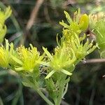 Petrosedum rupestreBlomst