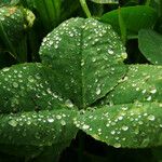 Trifolium fragiferum Blatt