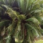 Cycas circinalis Tervik taim