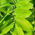 Polygonatum multiflorum Folio