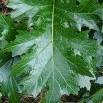 Acanthus mollis Leaf