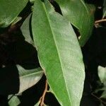 Ardisia standleyana Hoja