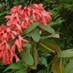 Rhododendron crassifolium Blüte