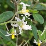 Solanum chenopodioides Kvet