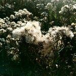 Senecio ovatus Flower