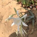 Pancratium sickenbergeri फूल