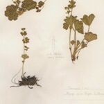 Alchemilla colorata Hábito