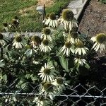 Echinacea pallida Alkat (teljes növény)