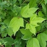 Viburnum acerifolium Feuille