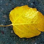 Populus tremuloides Folha