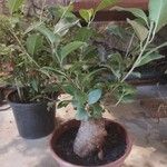 Ficus microcarpaКора