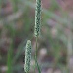 Phleum phleoides Květ