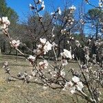 Prunus dulcis Bloem