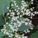 Reynoutria japonica Квітка