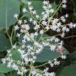 Reynoutria × bohemica Flower