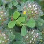 Trifolium lappaceum Листок