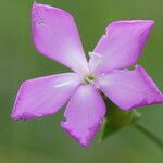 Dianthus virgineus 花