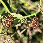 Smilax campestris Flower