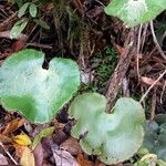 Adiantum reniforme Лист