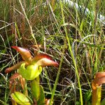 Sarracenia rubra Alkat (teljes növény)