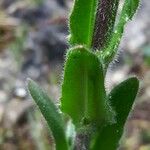 Arabis auriculata Leaf