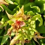 Epipactis gigantea Leaf