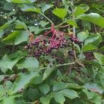 Sambucus nigraFruit