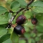 Cotoneaster nitens Fruit