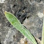 Sideritis syriaca Leaf