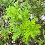 Artemisia princeps List