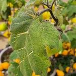 Solanum mammosum Leaf