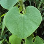 Aristolochia ringens 葉