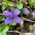 Viola reichenbachiana Cvet