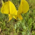 Crotalaria laburnifolia Цвят