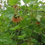 Acer opalus Feuille