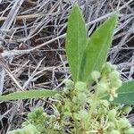 Boscia coriacea Leaf