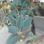 Quercus rotundifolia Leaf