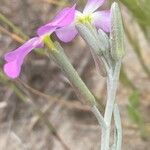 Marcus-kochia littorea Flower