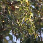 Xylopia katangensis Fruto