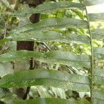 Lomariopsis hederacea Leaf