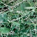 Atriplex patula Habit