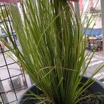 Carex paniculataList