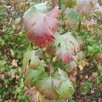 Ribes aureum Blatt