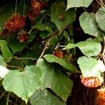 Dombeya wallichii Leaf