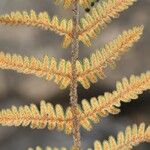Notholaena aschenborniana Hoja