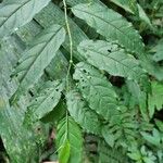 Cestrum fragile Hoja