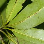 Manilkara staminodella Leaf