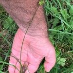 Carex echinata Συνήθη χαρακτηριστικά