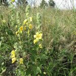 Verbascum ovalifolium Hábito