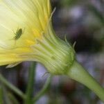 Malacothrix glabrata Flower